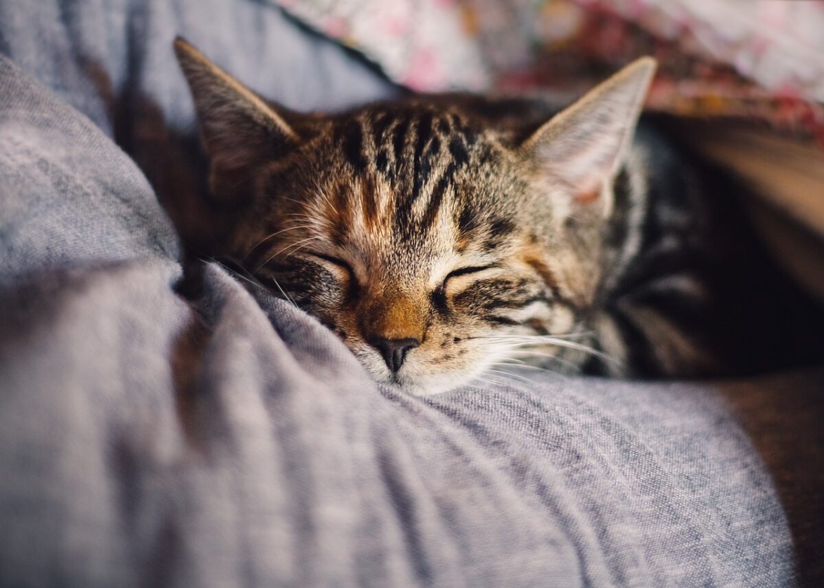 睡眠の質が高い猫 